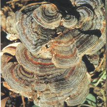Load image into Gallery viewer, Certified Organic Mushroom Extract Powder