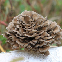 Load image into Gallery viewer, Certified Organic Mushroom Extract Powder
