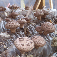Load image into Gallery viewer, Certified Organic Mushroom Extract Powder
